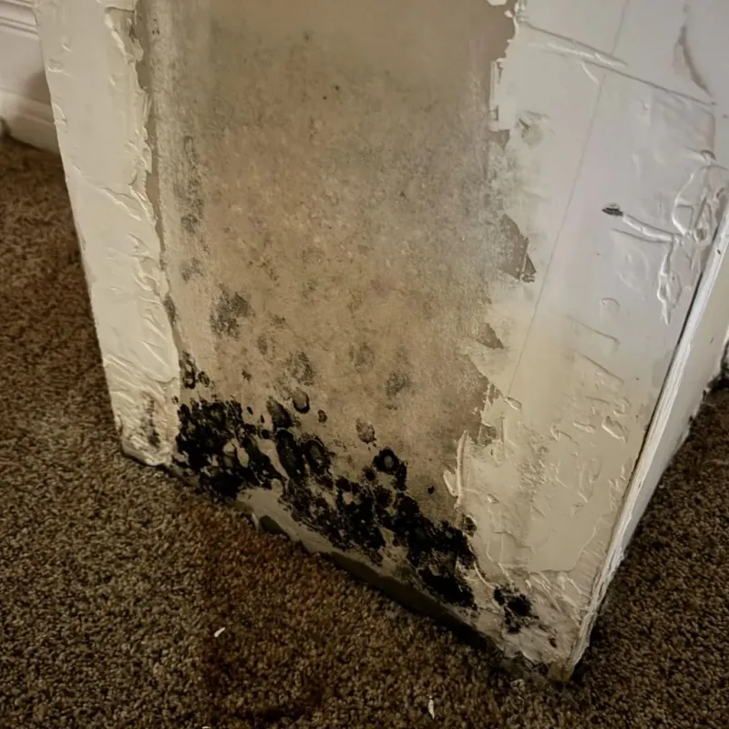 Professional Mold Removal in Mayersville, MS
